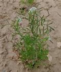 : cress, common cress, garden cress, land cress, pepper cress ، chandrashoor، شاهی، ترتیزک، تره تندک